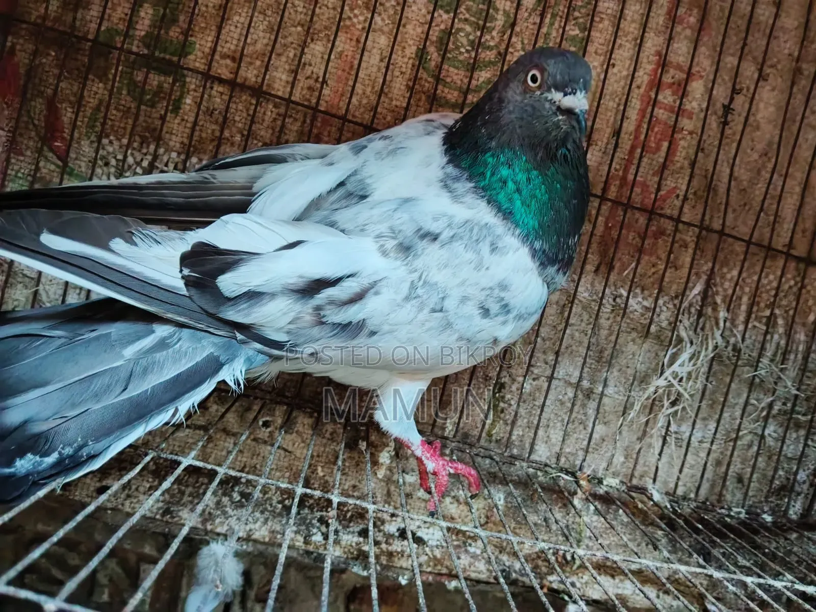 Green Gola Pigeon