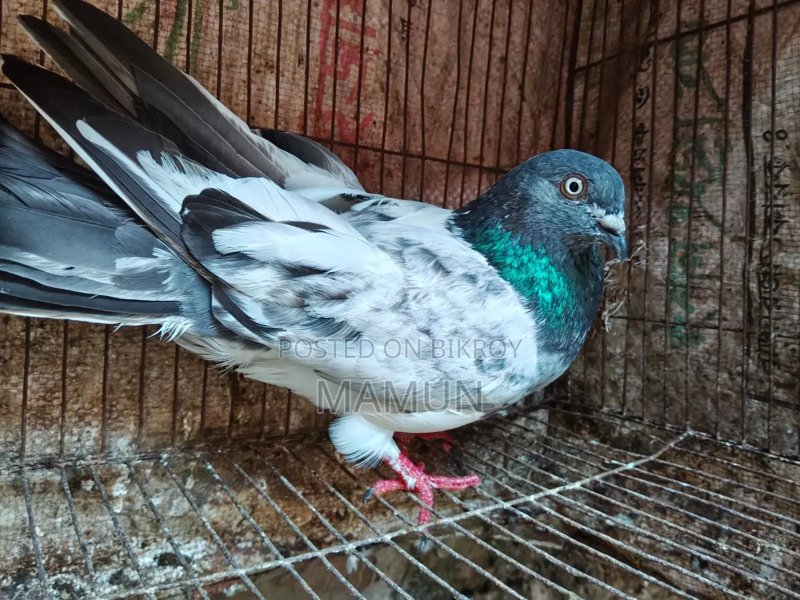 Green Gola Pigeon