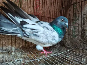 Green Gola Pigeon