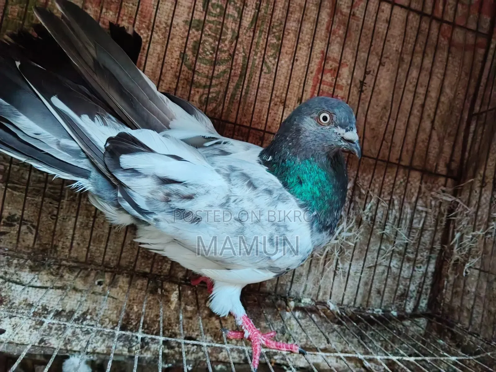 Green Gola Pigeon