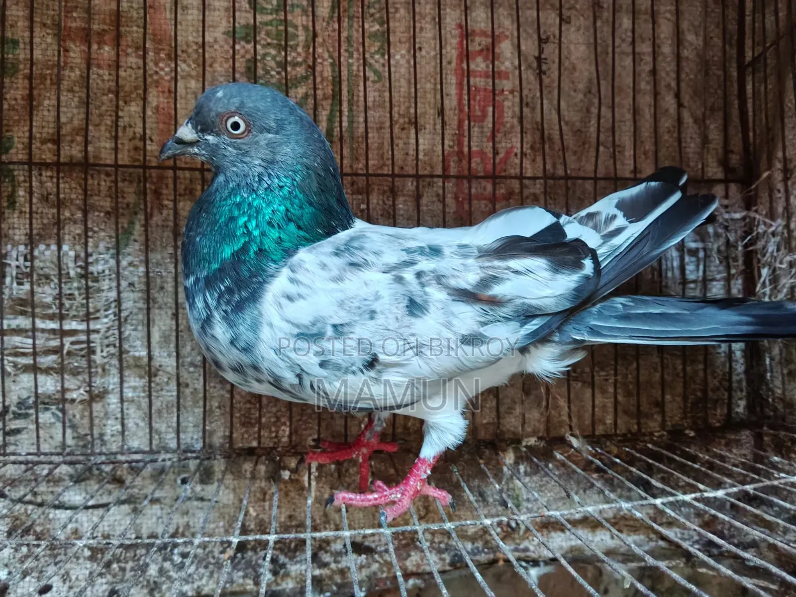 Green Gola Pigeon