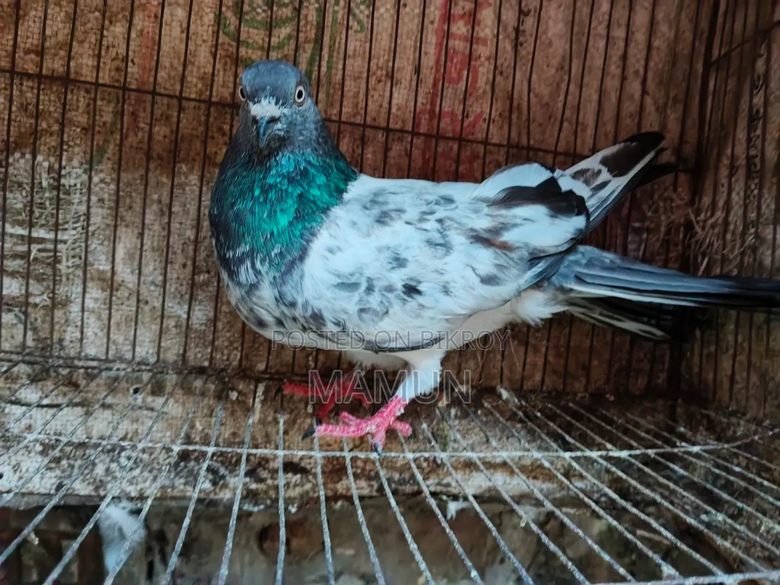 Green Gola Pigeon
