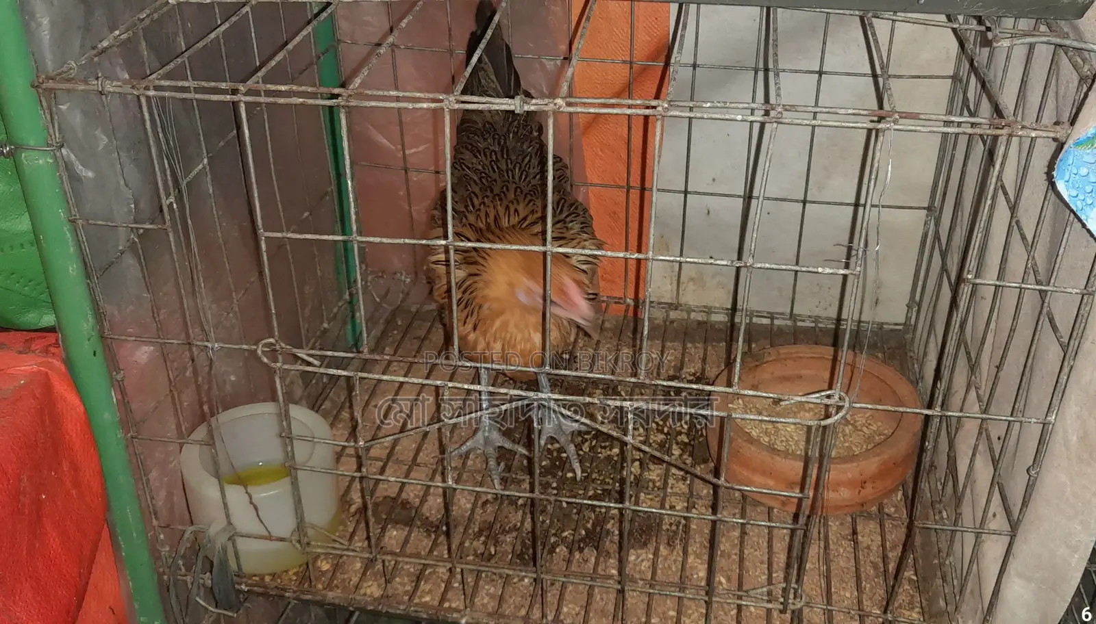 GI Wire Cage for Sale