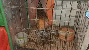 GI Wire Cage for Sale