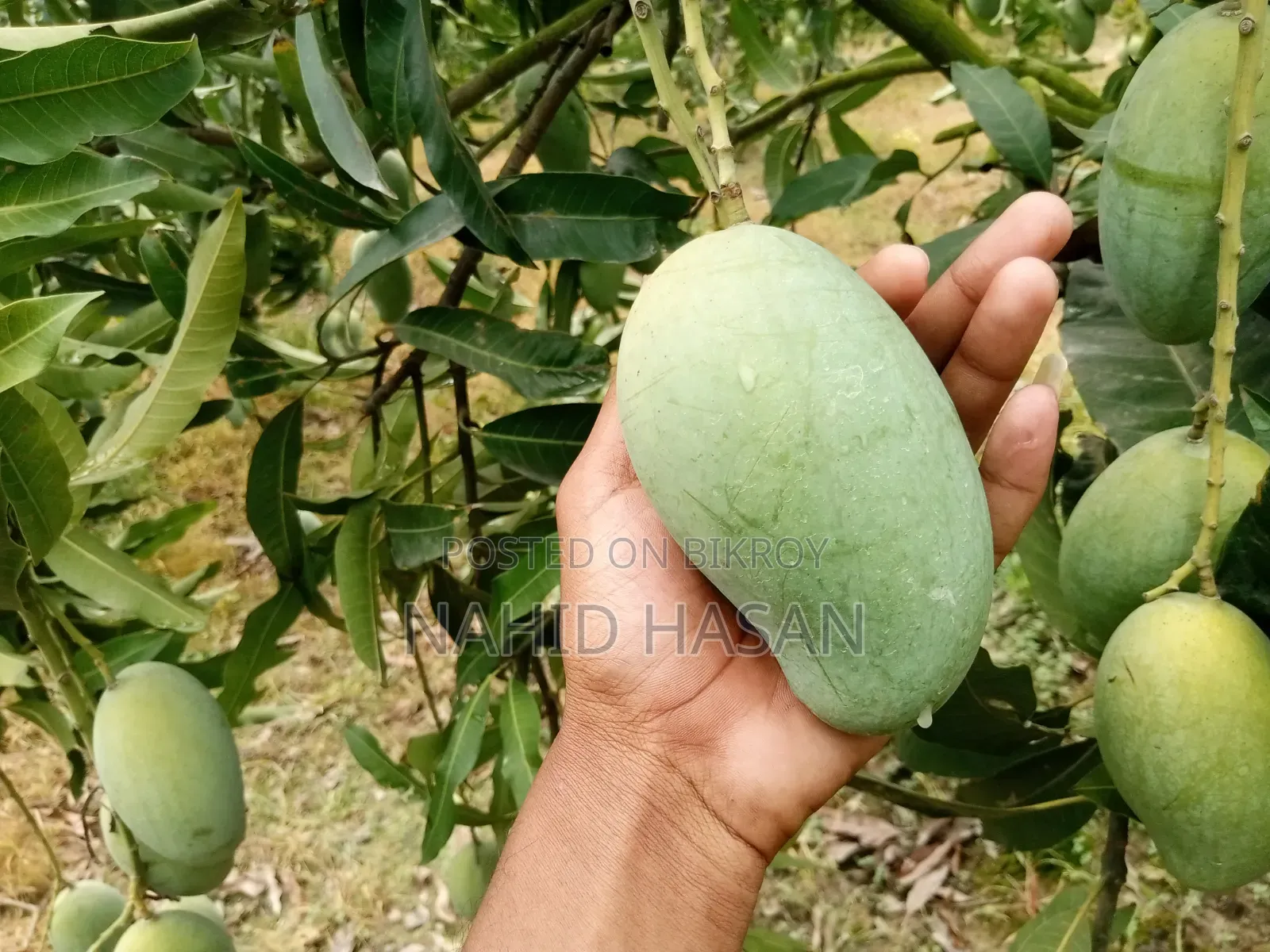 Rajshahi Fresh Mango Best Quality Best Taste