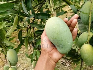 Rajshahi Fresh Mango Best Quality Best Taste