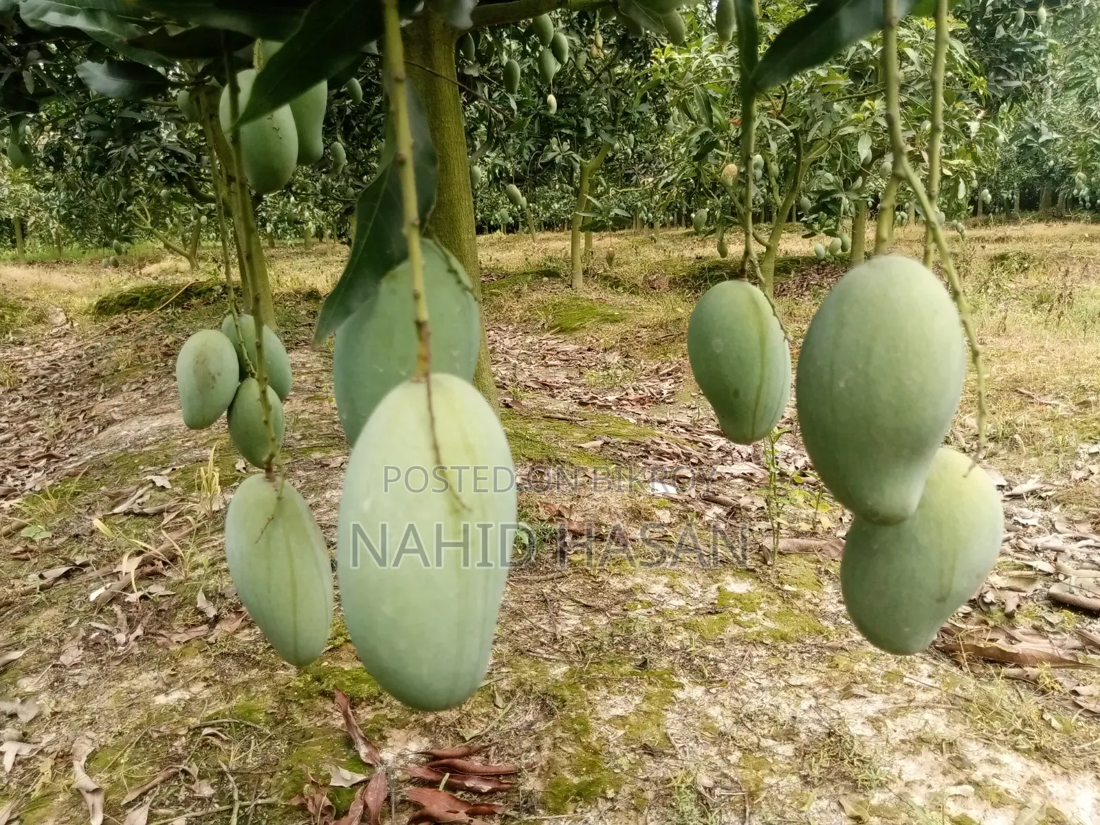 Rajshahi Fresh Mango Best Quality Best Taste