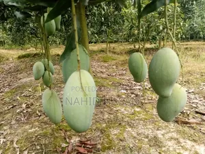 Rajshahi Fresh Mango Best Quality Best Taste