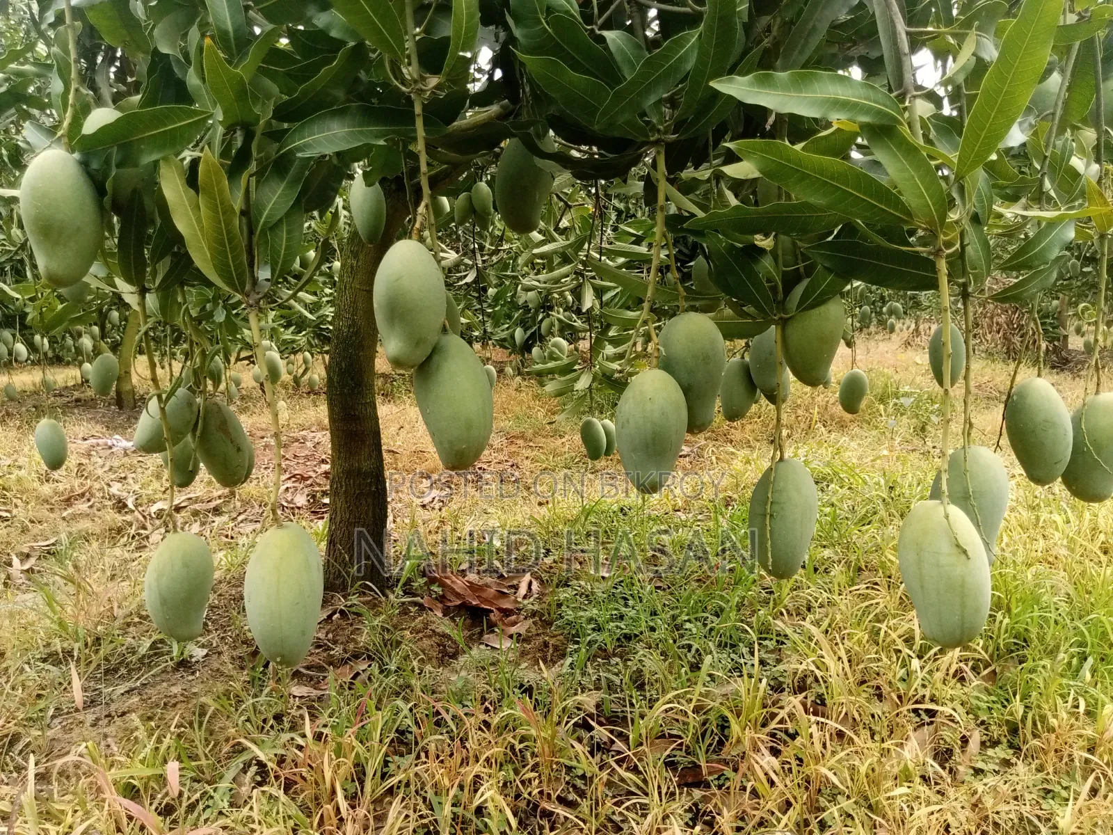 Rajshahi Fresh Mango Best Quality Best Taste