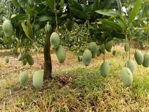 Rajshahi Fresh Mango Best Quality Best Taste