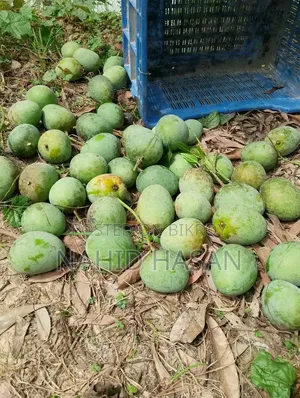 Rajshahi Fresh Mango Best Quality Best Taste