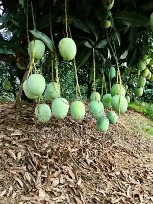 Rajshahi Fresh Mango Best Quality Best Taste