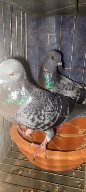 Racing Homing Pigeon