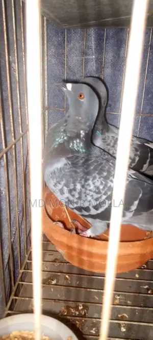 Racing Homing Pigeon