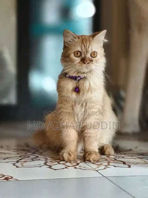 3-6 months Female Purebred Persian