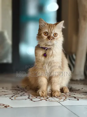 3-6 months Female Purebred Persian