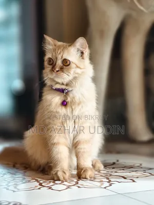 3-6 months Female Purebred Persian