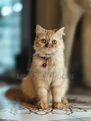 3-6 months Female Purebred Persian