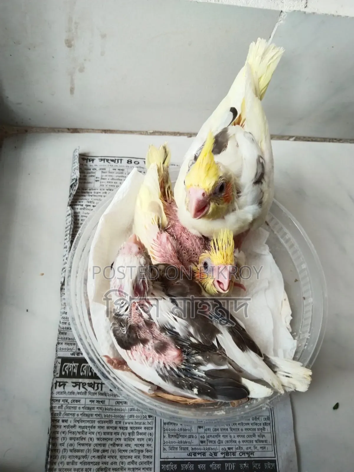 ককাটেল পাখির বাচ্চা বিক্রয়