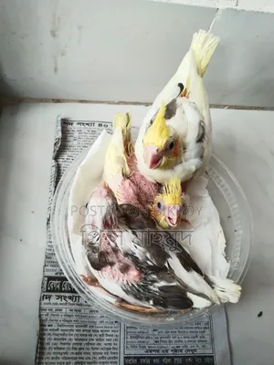 ককাটেল পাখির বাচ্চা বিক্রয়
