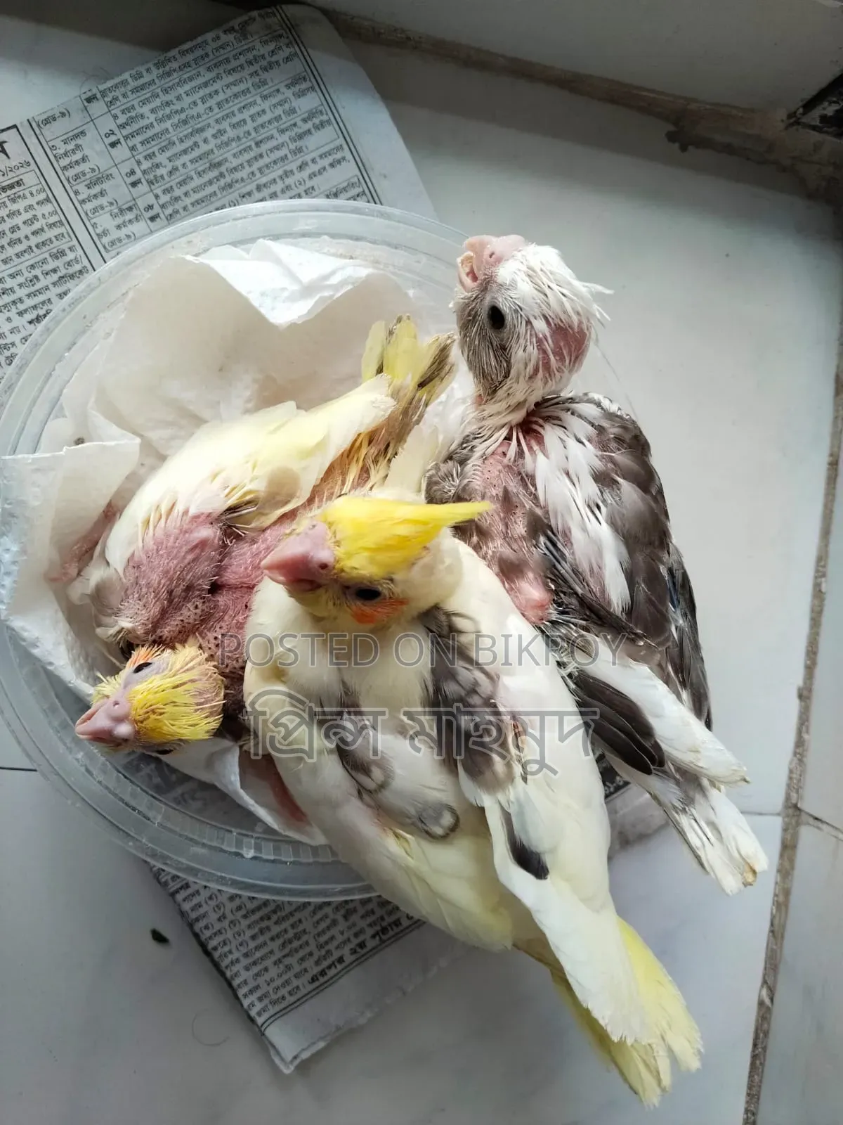 ককাটেল পাখির বাচ্চা বিক্রয়