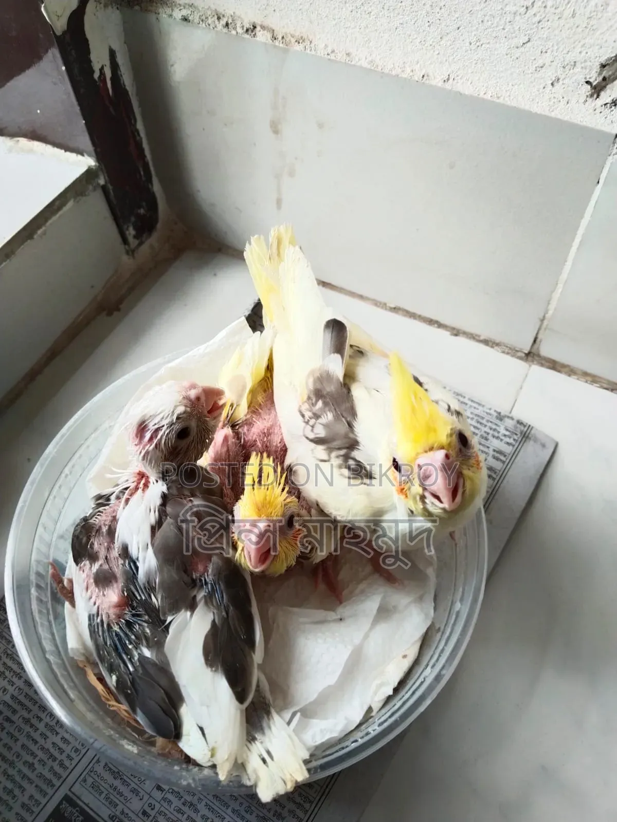 ককাটেল পাখির বাচ্চা বিক্রয়