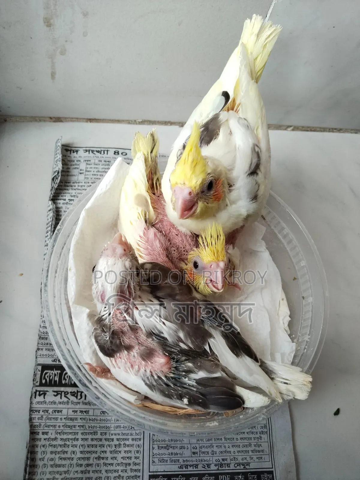 ককাটেল পাখির বাচ্চা বিক্রয়