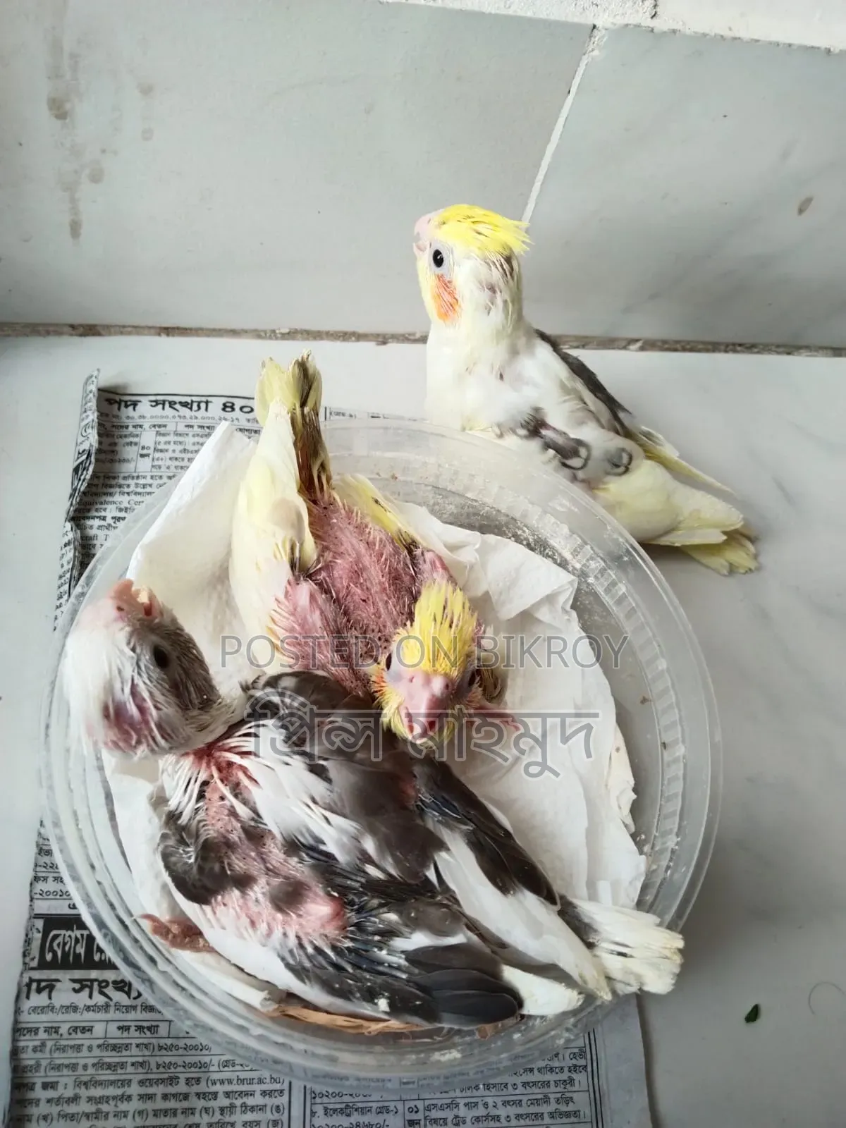 ককাটেল পাখির বাচ্চা বিক্রয়