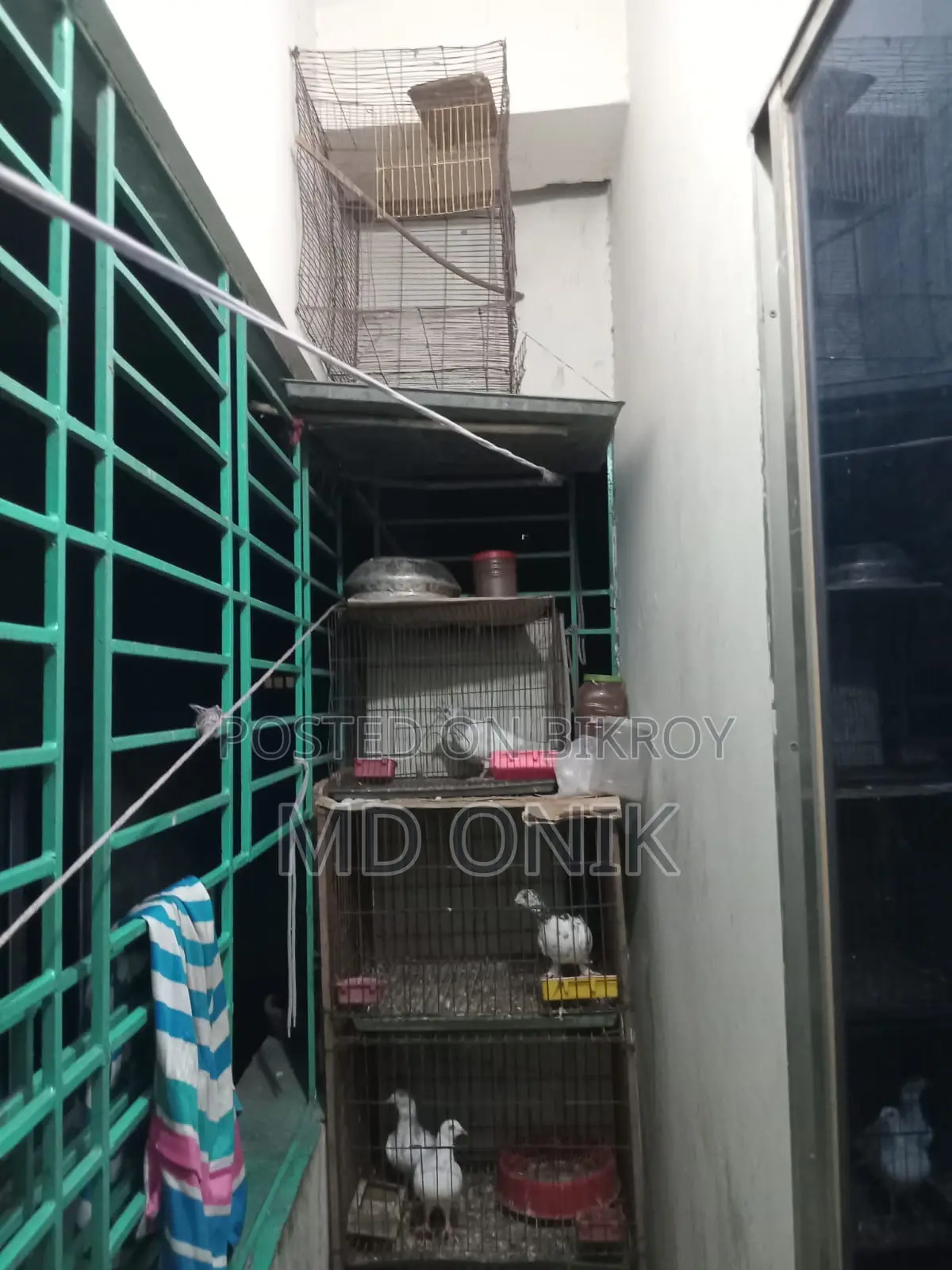 Pigeons with cage