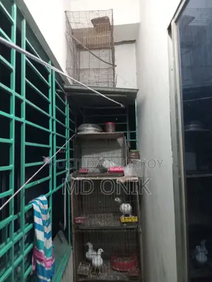 Pigeons with cage
