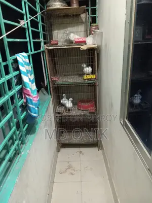 Pigeons with cage