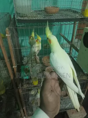 Cockatiel Bird