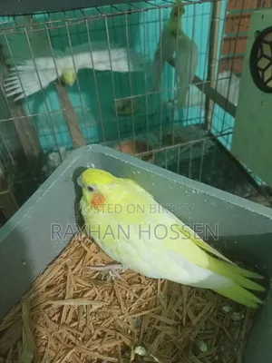 Cockatiel Bird