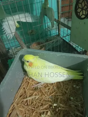 Cockatiel Bird