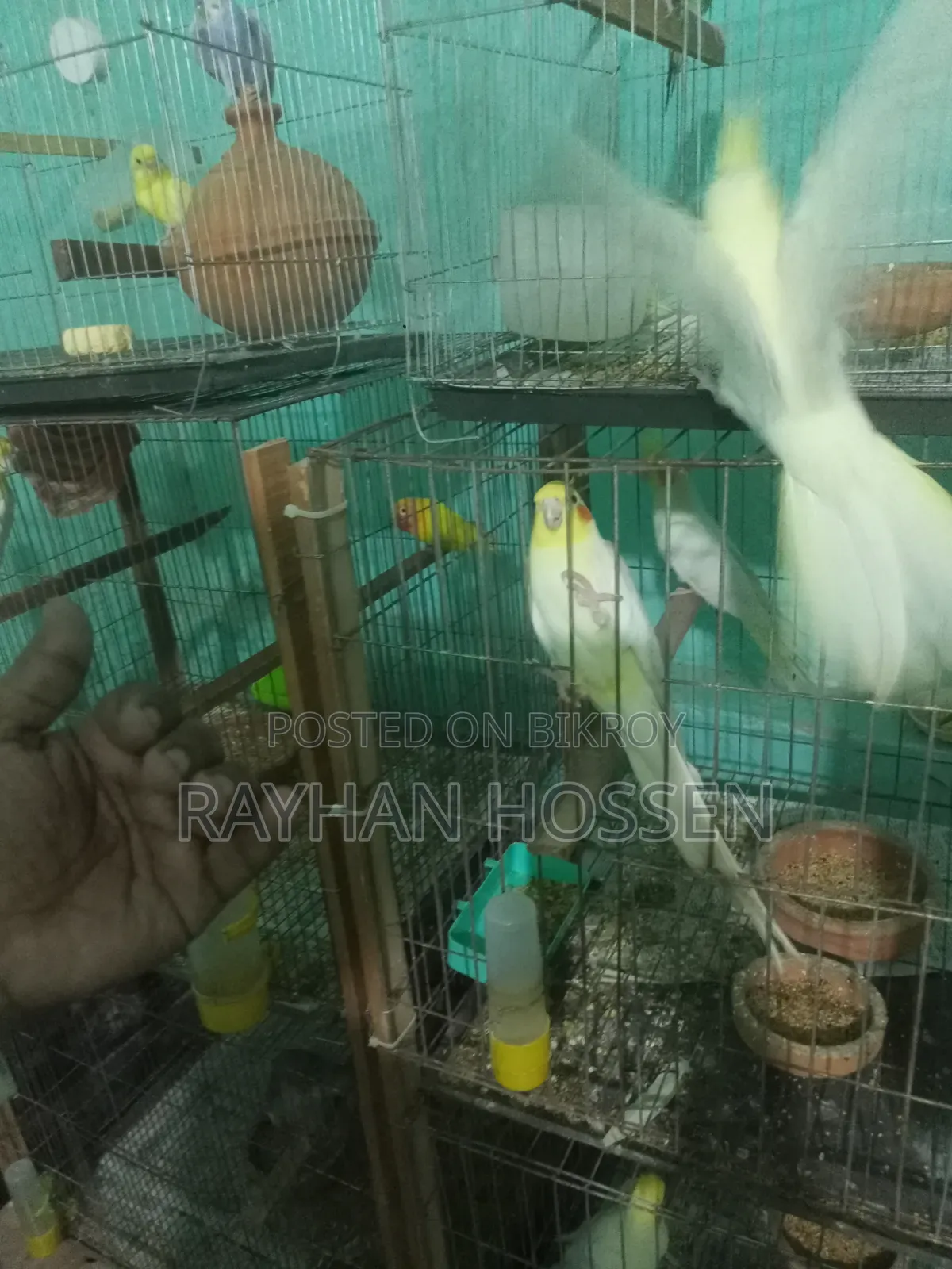 Cockatiel Bird