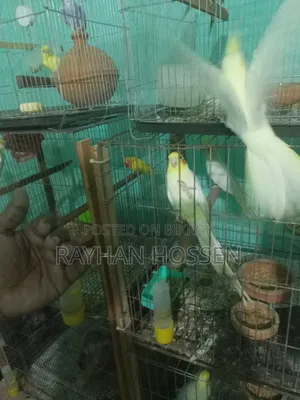 Cockatiel Bird