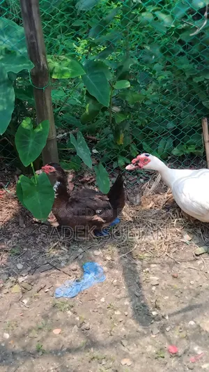 Running Chinese Duck for Sale