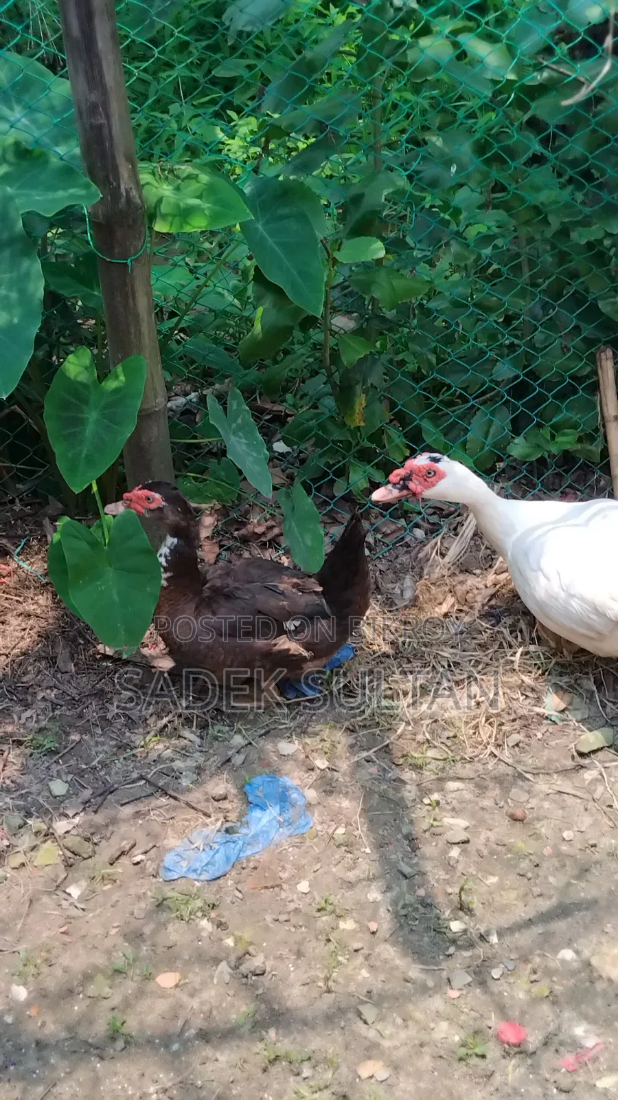 Running Chinese Duck for Sale