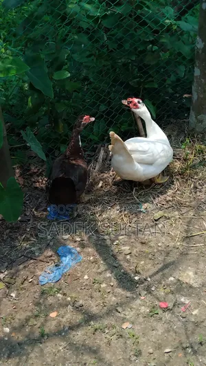Running Chinese Duck for Sale