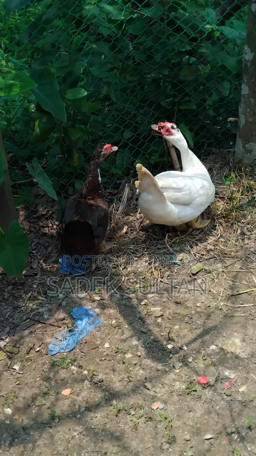 Running Chinese Duck for Sale