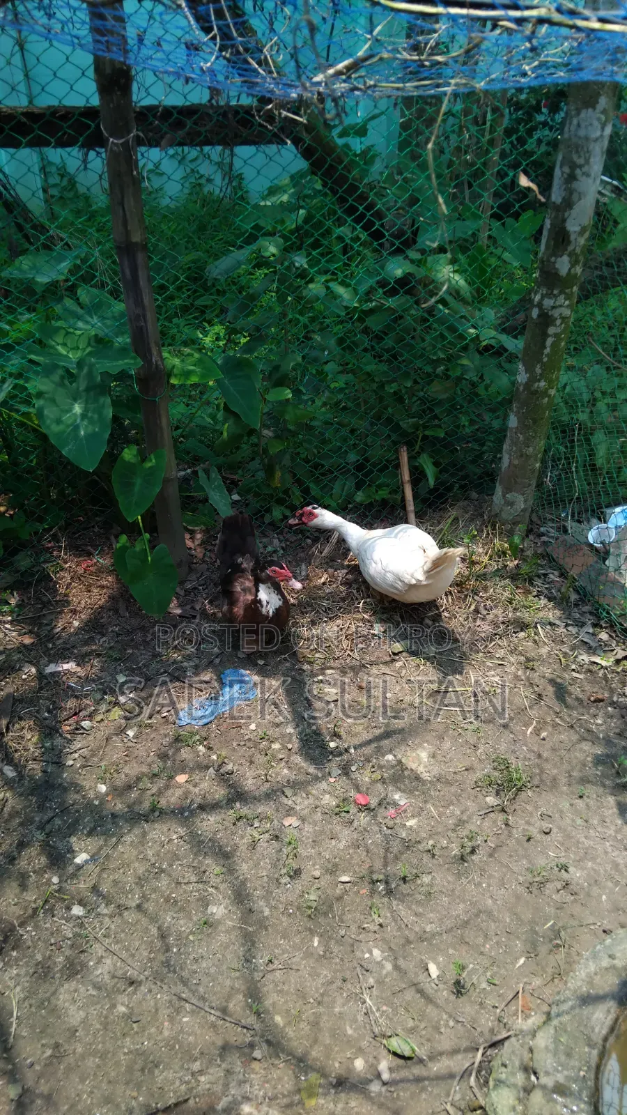Running Chinese Duck for Sale