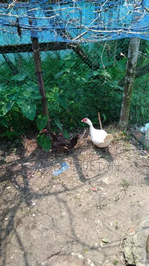 Running Chinese Duck for Sale