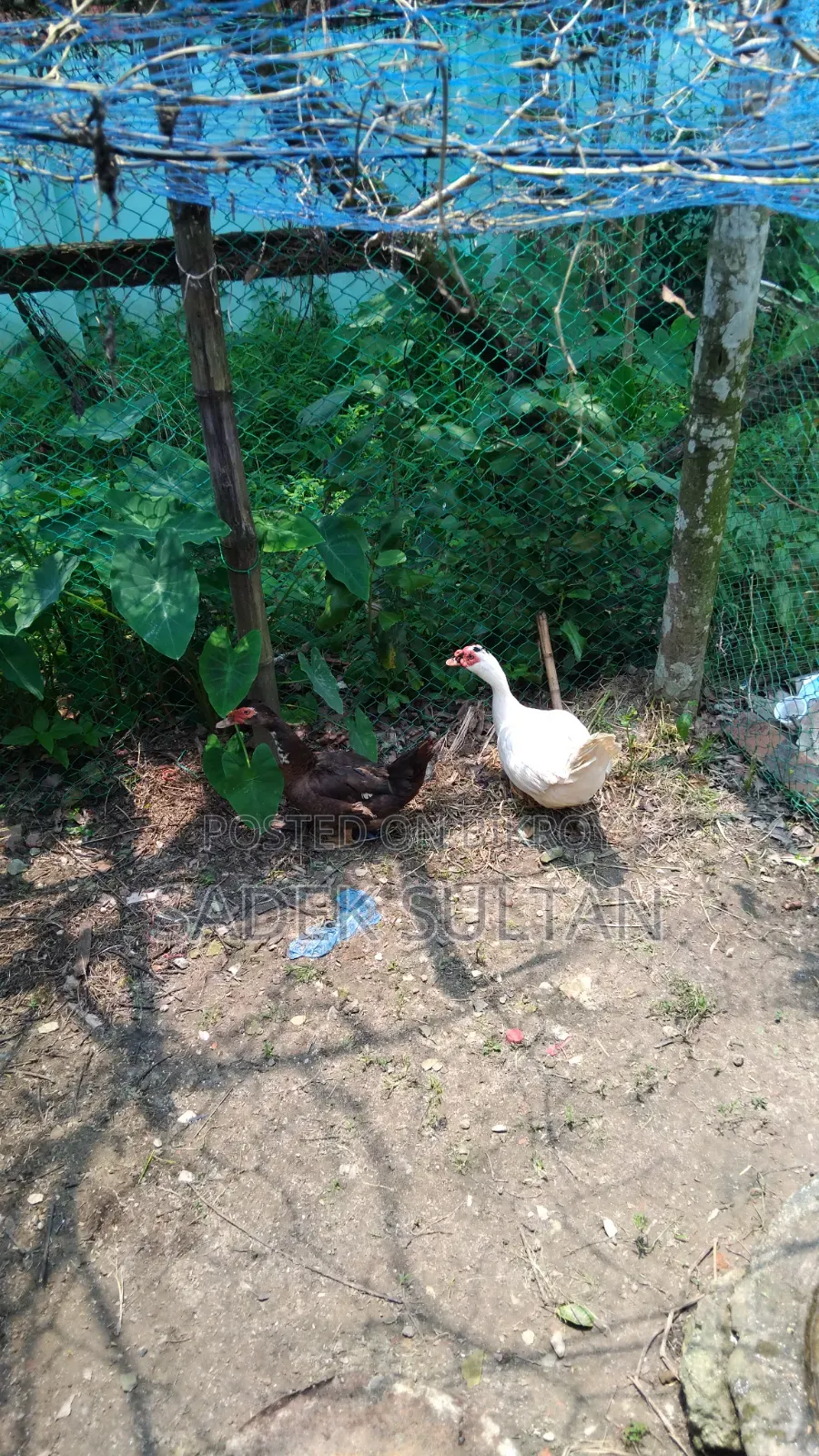 Running Chinese Duck for Sale