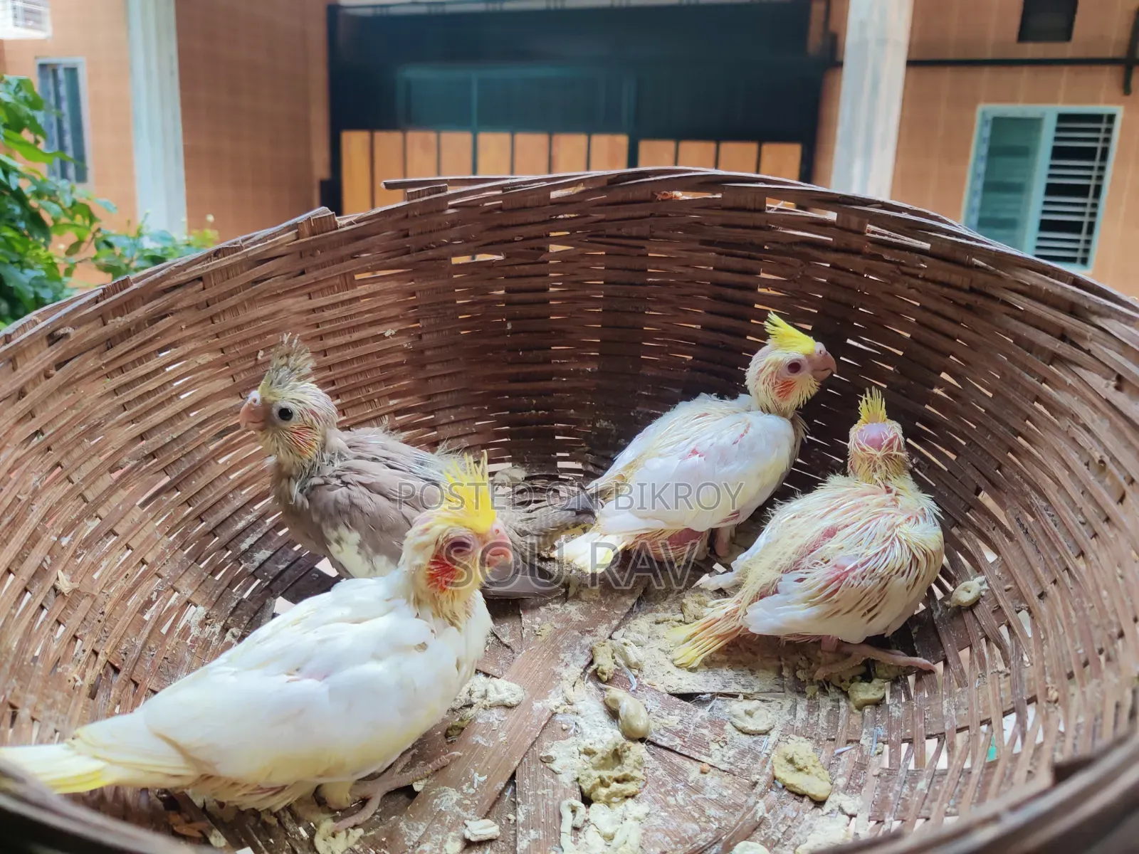 Cockatiel Party