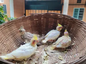 Cockatiel Party