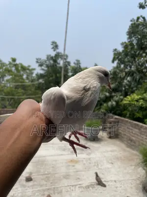 Male Pigeon