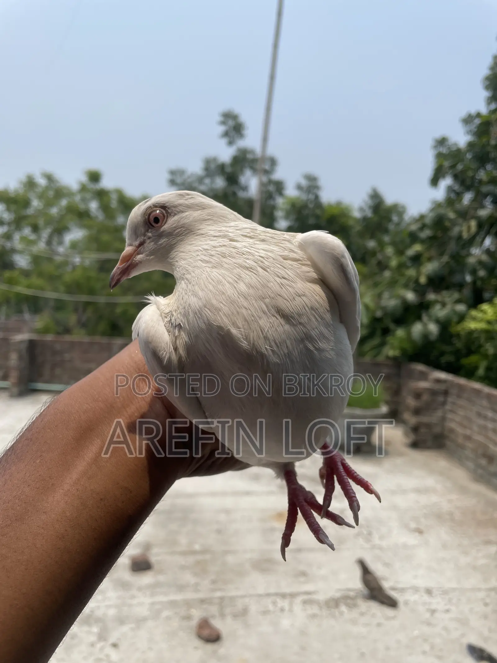 Male Pigeon