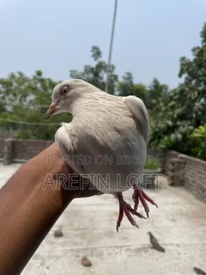Male Pigeon