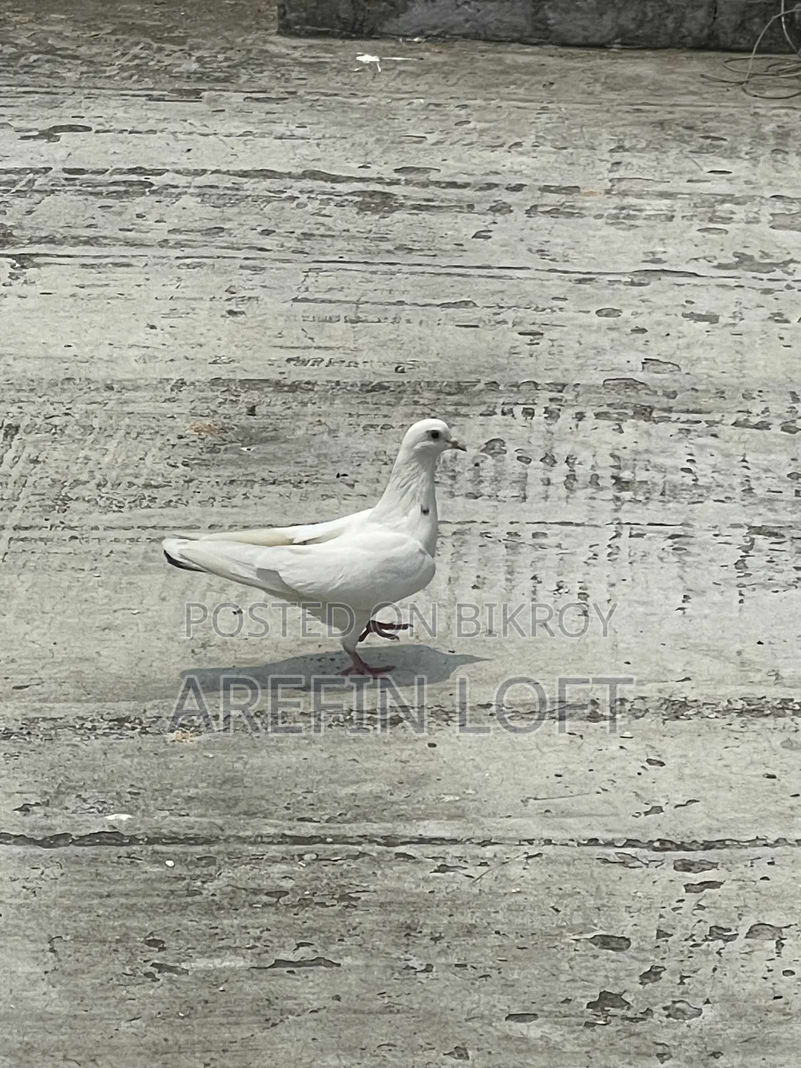 Male Pigeon