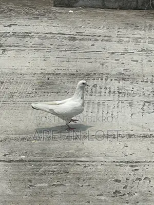 Male Pigeon